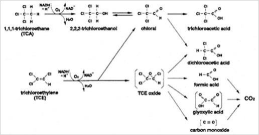 図2：好気性微生物による共役代謝