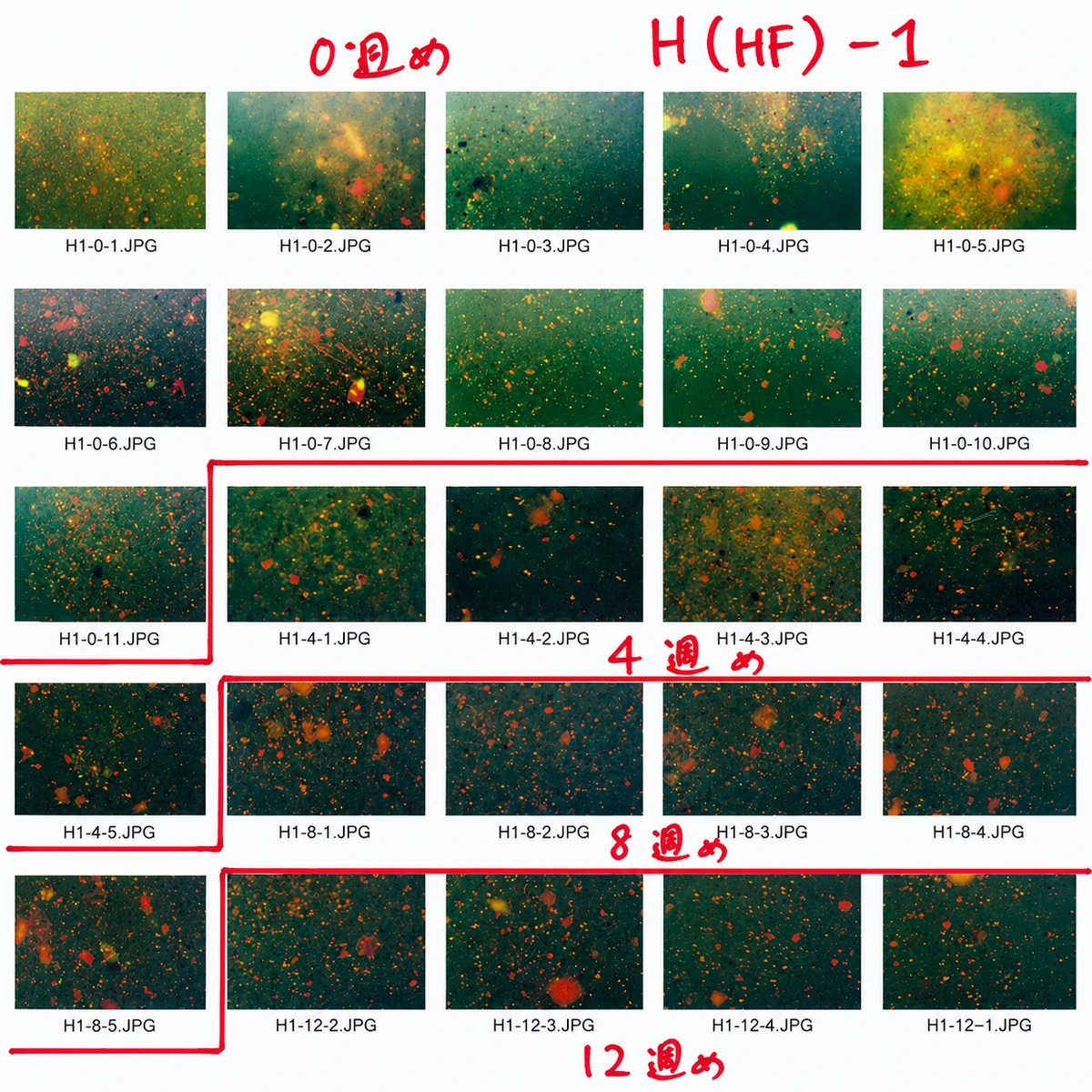 Fluorescence microscopy of oil degradation over a 12-week treatability test (0–12 weeks)