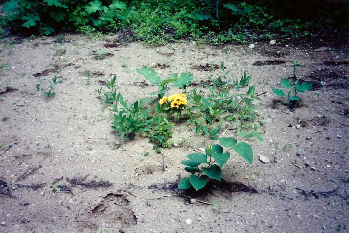 Plants and a flower returning to remediated soil